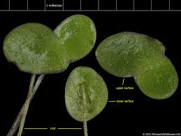 Attēlu rezultāti vaicājumam “Lemna minor”