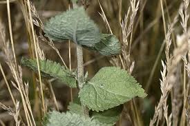 Attēlu rezultāti vaicājumam “Oenothera rubricauli leaf”