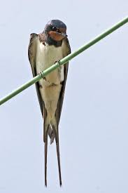 Attēlu rezultāti vaicājumam “Hirundinidae”