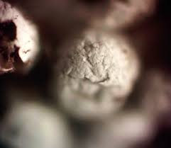 Attēlu rezultāti vaicājumam “Diderma globosum macro”