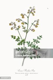 Attēlu rezultāti vaicājumam “Thalictrum minus”