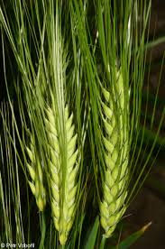 Attēlu rezultāti vaicājumam “Hordeum vulgare”