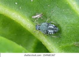 Attēlu rezultāti vaicājumam “Aphis fabae”