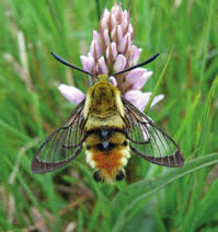 Attēlu rezultāti vaicājumam “Euphydrias aurinia upperside”
