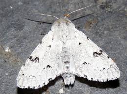 Attēlu rezultāti vaicājumam “Acronicta leporina”