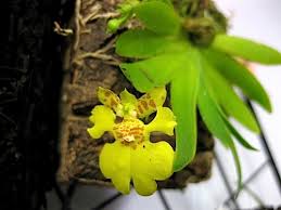 Attēlu rezultāti vaicājumam “Heyderia pusilla”