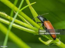 Attēlu rezultāti vaicājumam “Anastrangalia sanguinolenta female”