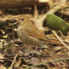 Image result for Luscinia sibilans