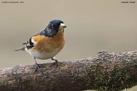 Attēlu rezultāti vaicājumam “Fringilla montifringilla male”