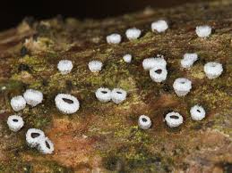 Attēlu rezultāti vaicājumam “Lachnella alboviolascens”