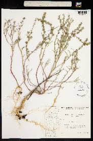 Attēlu rezultāti vaicājumam “Atriplex littoralis”