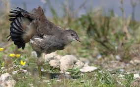 Attēlu rezultāti vaicājumam “Gallinula chloropus juvenile”