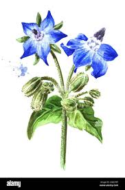 Attēlu rezultāti vaicājumam “Borago officinalis bud”