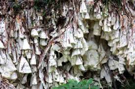 Attēlu rezultāti vaicājumam “Antrodia serialis”