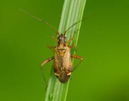 Attēlu rezultāti vaicājumam “Closterotomus biclavatus imago”