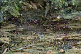 Attēlu rezultāti vaicājumam “Cribraria purpurea macro”