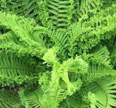 Attēlu rezultāti vaicājumam “Dryopteris cristata”