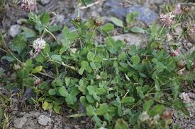Attēlu rezultāti vaicājumam “Trifolium hybridum”