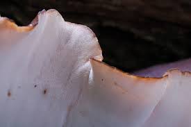 Attēlu rezultāti vaicājumam “Polyporus badius”