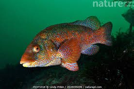 Image result for Labrus bergylta