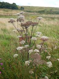Attēlu rezultāti vaicājumam “Angelica palustris”