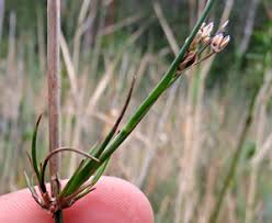 Attēlu rezultāti vaicājumam “Juncus nastanthus”