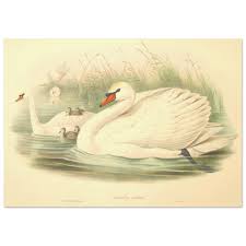 Attēlu rezultāti vaicājumam “Cygnus olor”