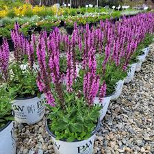 Image result for Salvia nemorosa