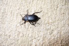 Attēlu rezultāti vaicājumam “Blaps mortisaga”