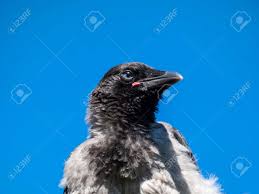 Attēlu rezultāti vaicājumam “Corvus cornix juvenile”