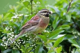 Image result for Emberiza cirlus