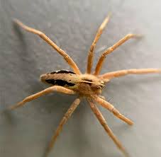 Attēlu rezultāti vaicājumam “Pisaura mirabilis”