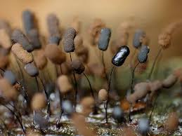 Attēlu rezultāti vaicājumam “Comatricha fragilis macro”