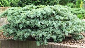 Attēlu rezultāti vaicājumam “Abies concolor”