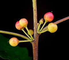 Attēlu rezultāti vaicājumam “Frangula alnus fruit”