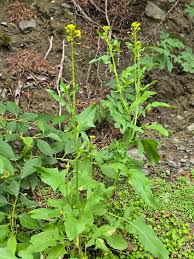 Attēlu rezultāti vaicājumam “Sisymbrium loeselii leaf”