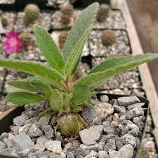 Image result for Sinningia