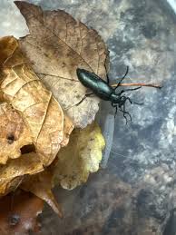 Attēlu rezultāti vaicājumam “Meloe sp. larva”