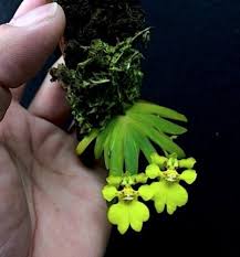 Attēlu rezultāti vaicājumam “Heyderia pusilla”