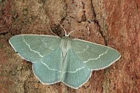 Attēlu rezultāti vaicājumam “Chlorissa viridata”