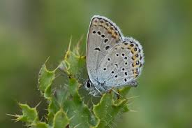 Attēlu rezultāti vaicājumam “Plebejus argyrognomon”