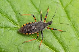 Attēlu rezultāti vaicājumam “Rhynocoris annulatus”