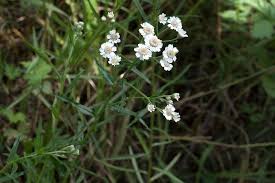 Attēlu rezultāti vaicājumam “Achillea ptarmica leaf”