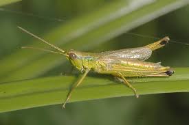 Attēlu rezultāti vaicājumam “Chrysochraon dispar”