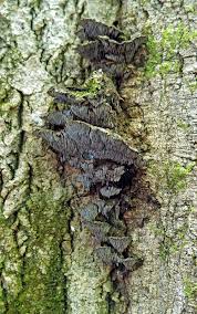 Attēlu rezultāti vaicājumam “Gloiodon strigosus”