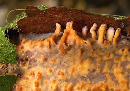 Attēlu rezultāti vaicājumam “Peniophora laurentii”