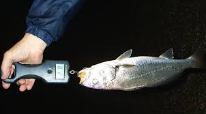 Image result for Argyrosomus coronus