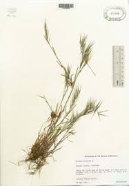 Attēlu rezultāti vaicājumam “Anisantha tectorum fruit”