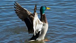 Image result for Aylesbury Ducks Sub Aqua Club