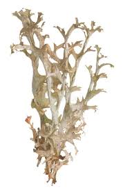 Attēlu rezultāti vaicājumam “Cetraria islandica”